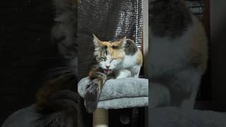 夜のニャルソックなフミちゃん