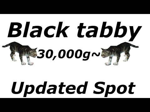 WoW: Goldfarm 15,000 - 45,000 | Updated Spot - Black Tabby Cat | Instant Respawn |