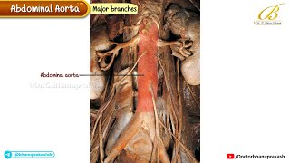 Abdominal Aorta (Cadaveric Anatomy ) USMLE Step 1 / Celiac –SMA – IMA, Renals & Gonadals