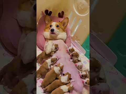 Adorable Corgi Mom Nursing Her 10 Tiny Puppies | Heartwarming Corgi Puppy Moment