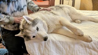 My Sneaky Husky Claims Ownership Of The Bed!