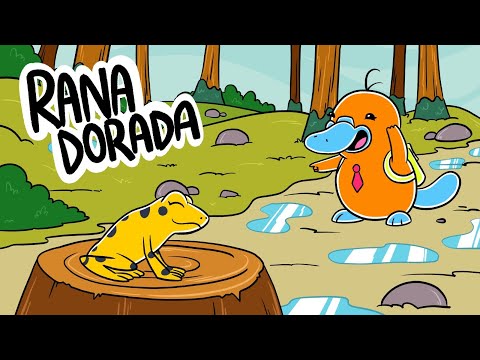 Hola Flinko - Rana Dorada / Capítulo 12 Completo Temporada 1