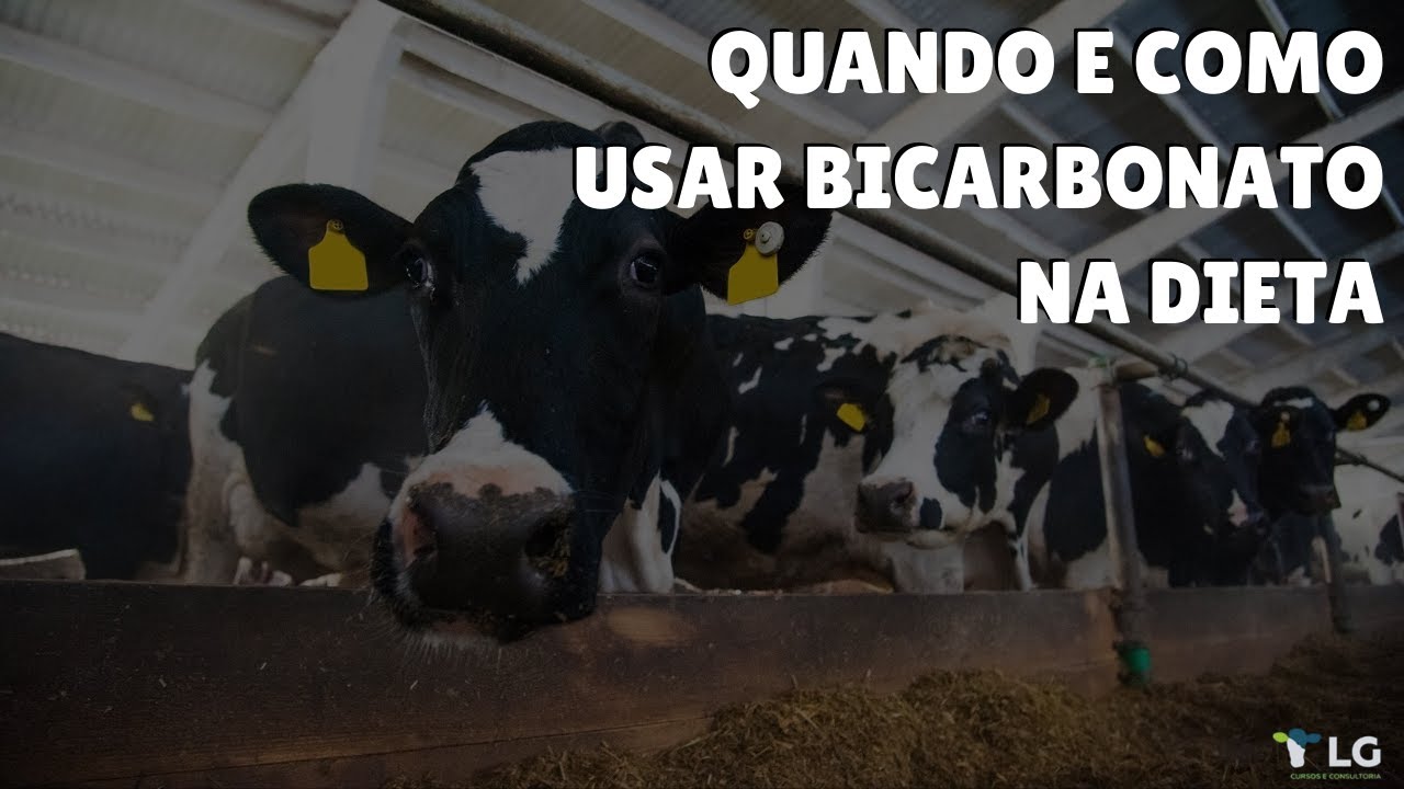Quando e como usar bicarbonato na dieta?