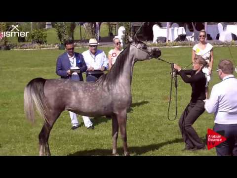 N.30 BASILEA EL JUSTICE - Ströhen 2017 C-Show - 2 Years Old Fillies (Class 4B)