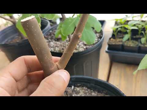 Understanding Lignification in Fig Trees