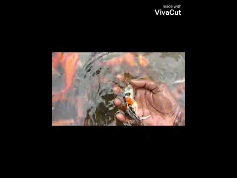 Breeding koi fish