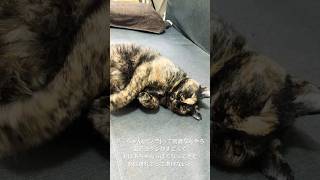 最近のダーちゃん