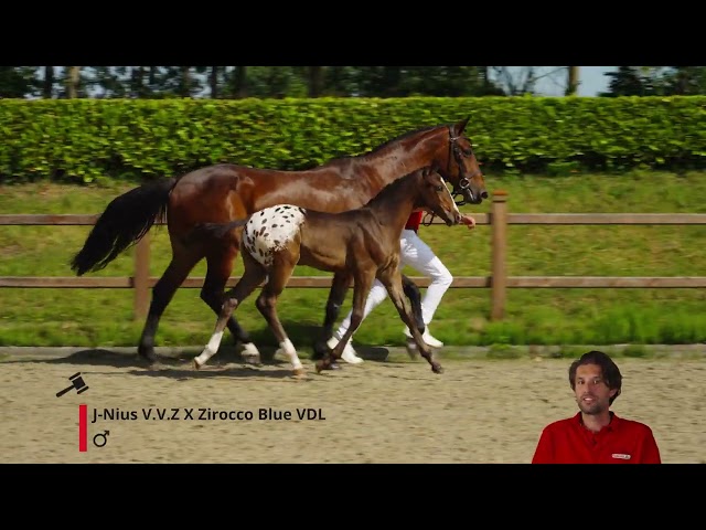 Janus-Z Z