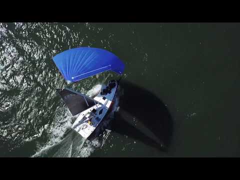 2021 JEANNEAU SUN FAST 3300 - Photo 1