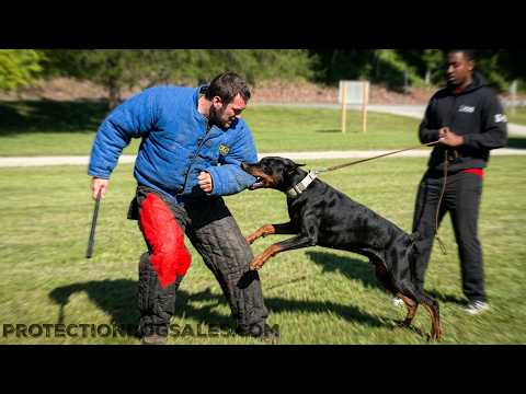 Power House "Harry" In Protection Drills