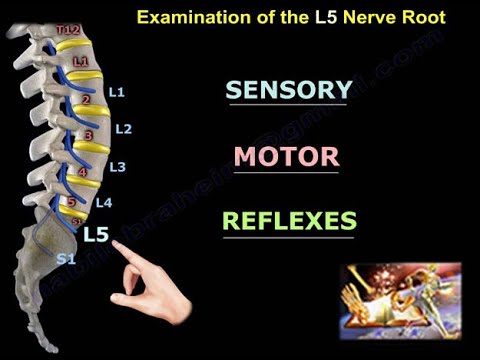 Examination Of L5 Nerve Root - Everything You Need To Know - Dr. Nabil Ebraheim