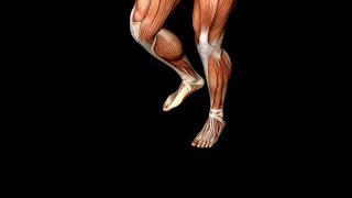 Principles of Kinesiology: Ep 2. The Foot and Gravity