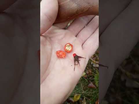 Dzika róża- czyli z pamiętnika niemłodego druida- włóczęgi 😉na zdrówko#wędkarstwo #shorts