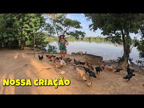 Nunca Imaginávamos Ter Tanta Fartura no Nosso Sítio 😱 Olha o Tanto de Galinhas!