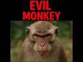 Chris Griffin’s Evil Monkey… But in Real Life 🐒😂