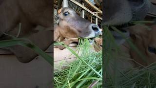 Download lagu Sapi makan rumput mp3