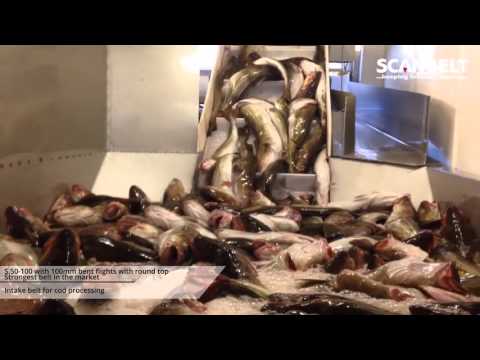 BĂNG TẢI SCANBELT ĐAN MẠCH