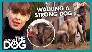 How To Walk A Dog | It