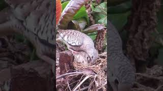 construindo ninho  #birds
