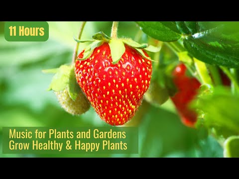 Music for Plants and Gardens to Stimulate Plant Growth and Happiness