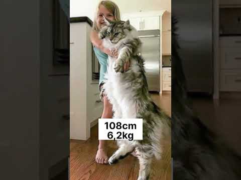 How big is Maine Coon cat female?😱