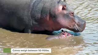 Mommy And Me | Hippo Gives Birth On Camera!