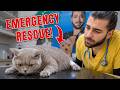 Bu Kedi Yürüyemez Halde & Şokta Geldi! (Duygu Dolu İyileşme Hikayesi!) DEFAULT Thumbnail