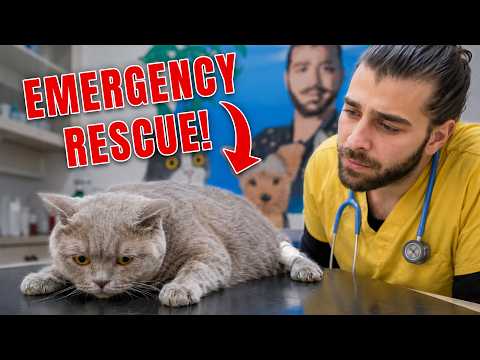 She Arrived in Shock & Unable to Walk: A Cat’s Miraculous Recovery!