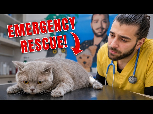 Bu Kedi Yürüyemez Halde & Şokta Geldi! (Duygu Dolu İyileşme Hikayesi!) SDDEFAULT Thumbnail