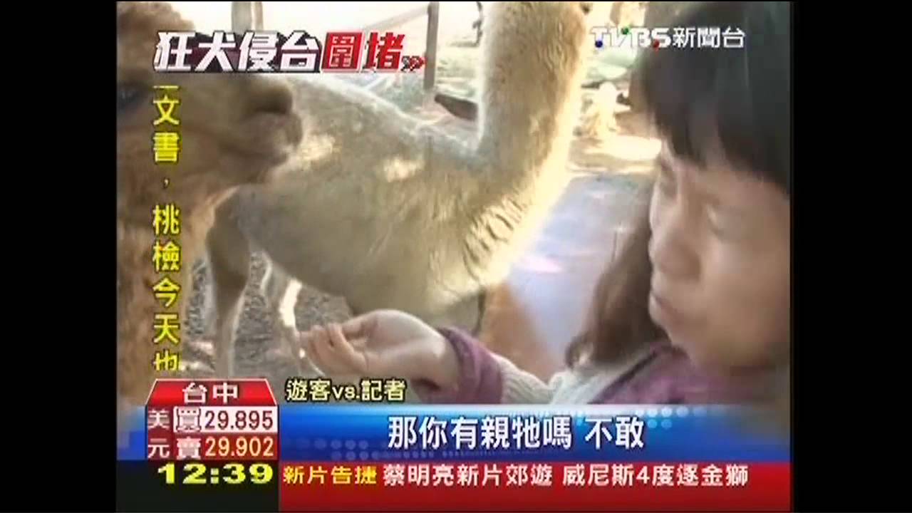 羊駝朝人吐口水　唾液恐傳染狂犬病