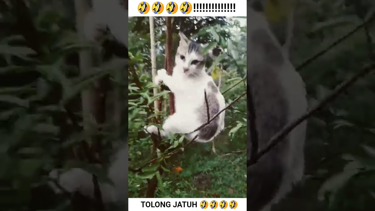 KUCING jatuh dari pohon ‼️‼️‼️‼️ #fypシ゚viral #cat
