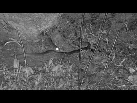 Djuma: Snake, Millipede and Geckos - 19:32 - 12/02/19