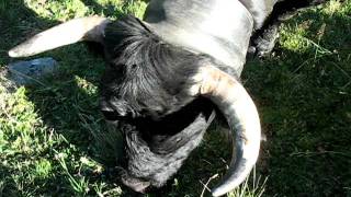 preview picture of video 'Cow / Vache race Herens - Tortin Siviez Nendaz - Valais - Switzerland 10.09.2011'