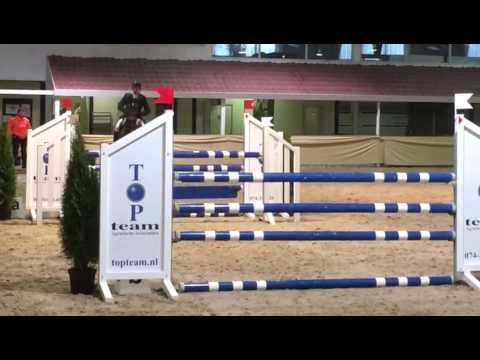 Vleut X Lupicor, gelding 2010