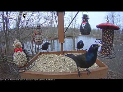 Common Grackle Behavior Displays – Feb. 28, 2017