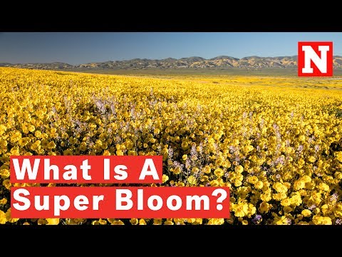 What Is A Super Bloom?
