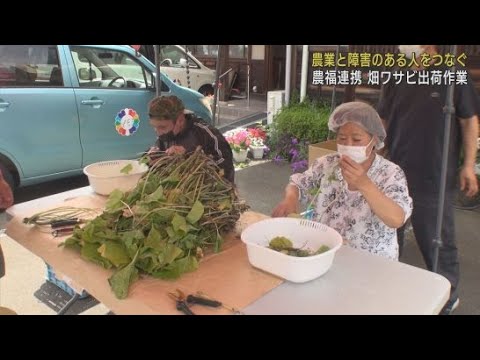 YouTube Video 障害者が畑わさびの出荷作業~農業の人手不足解消と障害者の職場確保を目指す「農福連携」 静岡・伊豆市