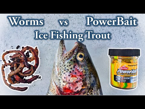 Worms vs PowerBait : Ice Fishing Trout