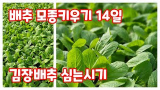 배추 모종키우기 14일차 단단한 모종 키우고 심는시기도 예측해봅니다