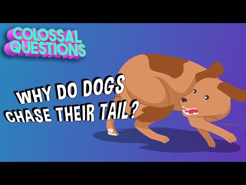 Why Do Dogs Chase Their Tails? | COLOSSAL QUESTIONS