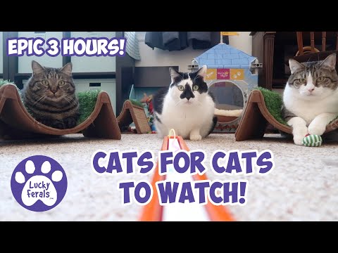 Cats Videos For Cats To Watch With Sound ➙ EPIC 3 HOURS! * Cats Playing * Entertainment For Cats