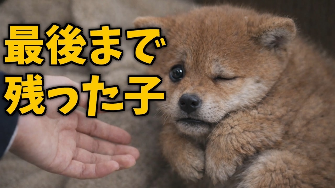 「その顔で学校来るの？」笑われた彼女を救ったのは…片目の子犬だった