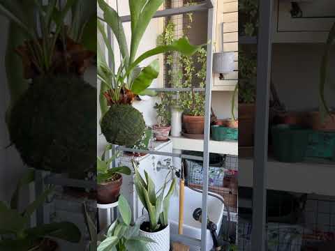 南向きのベランダに植える植物はどれ？太陽を愛する必須の6種  庭園