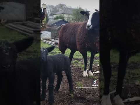 , title : 'it's all about the Zwartbles and cute lambs'