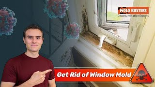 Get Rid of Window Mold 🦠 - Mold Busters 👷‍♂