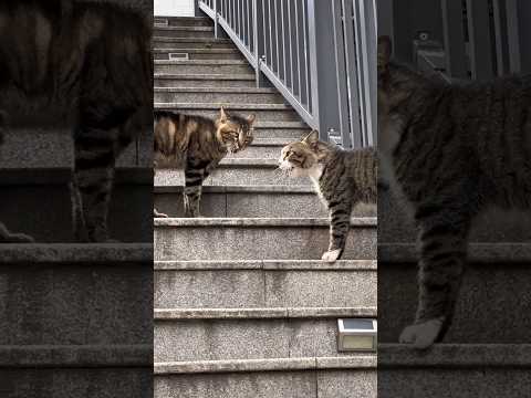 Two cats casting magic spell at each other. #shortsfeed #catvideos #catlover #cat #cats #funny
