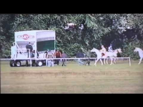 Nagroda Próbna - 21.06.2003 - Padus  (Eukaliptus - Parafraza)