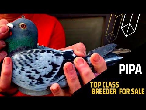 Rudi De Saer | Champion Lady Anton | Pipa Pigeon Paradise Auction | Racing Pigeons | Racer Kabutar