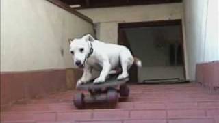 DOG EXTREME PETE..LEARN TO TRAIN LIKE THIS