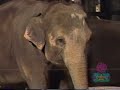 All Week Of Barney S Let S Go To The Zoo Screener All Week Version Part 117